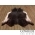 Midnight Brown with White Spots Cowhide Rug